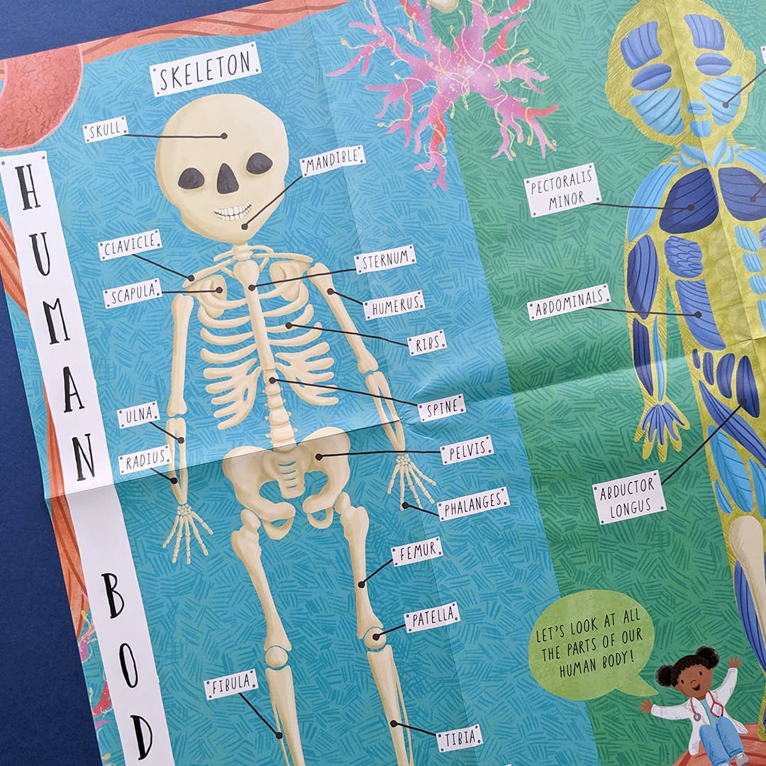 Large Question and Answer Flap Book - Human Body